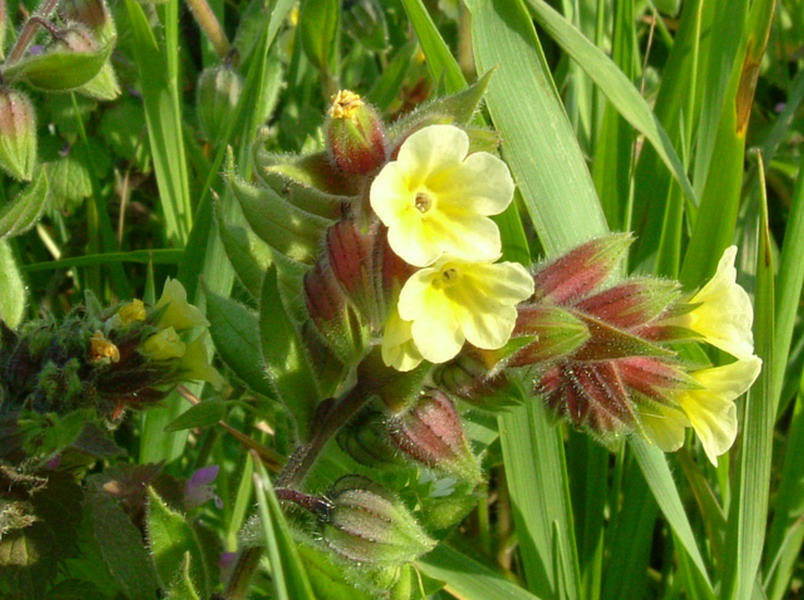 Nonea lutea / Nonnea gialla
